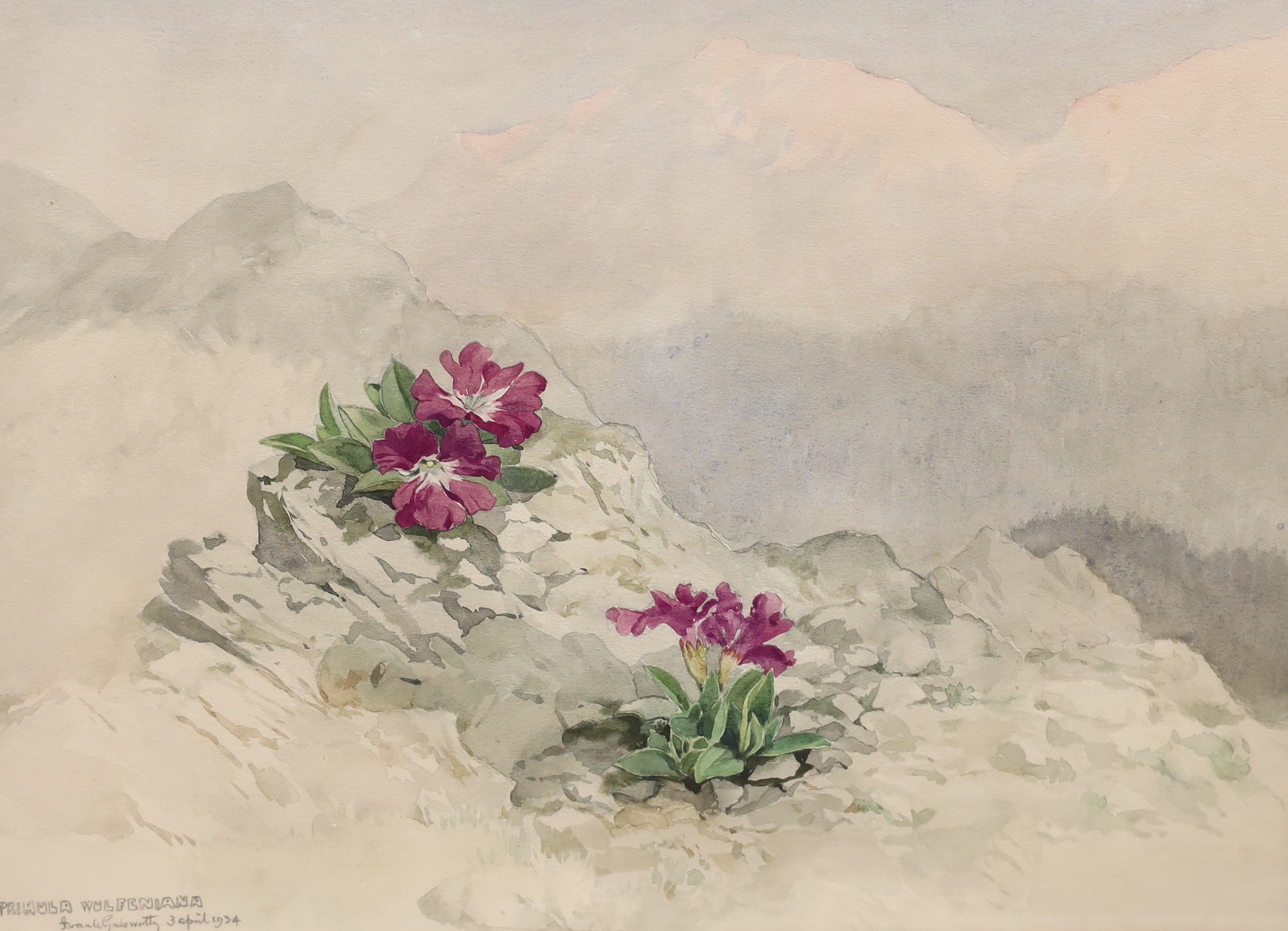 Frank Galsworthy (1863-1959), watercolour, 'Primula Wulfeniana', signed and dated 1934, 26 x 36cm